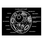 Reversible Mat- Plant Cell