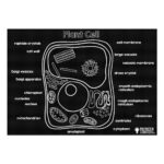 Reversible Mat - Animal Cell