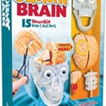 Amazing Squishy Brain