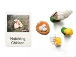 Growth Cycle of Chicken